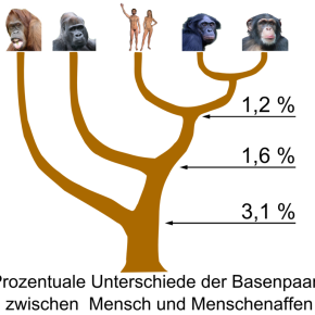 838px-Hominidae_tree_01