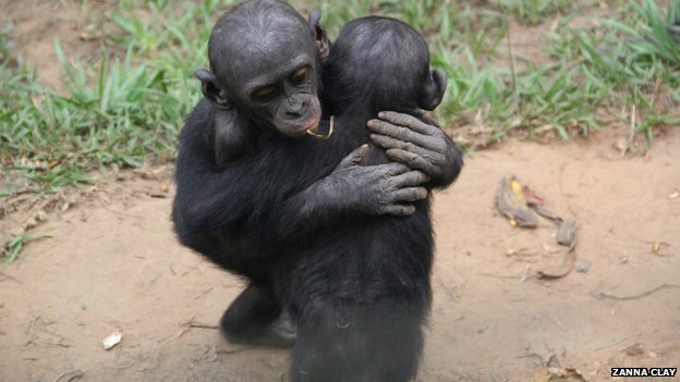 are bonobos happy in zoo s or sad